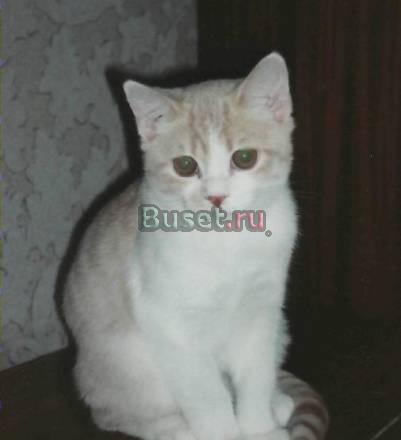 Британский котенок с родословной (недорого) Санкт-Петербург