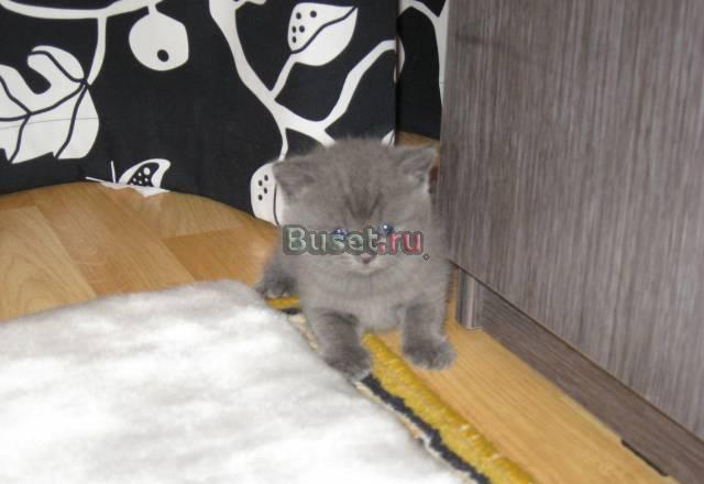 Шикарные  Шотландские котята Екатеринбург