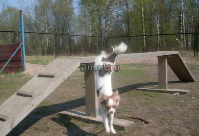 Дрессировка собак Санкт-Петербург