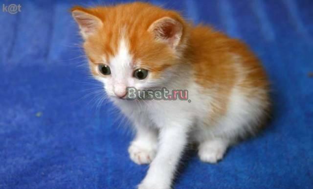 Котята Москва