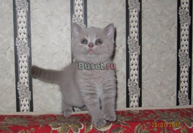 Британские короткошёрстные Москва