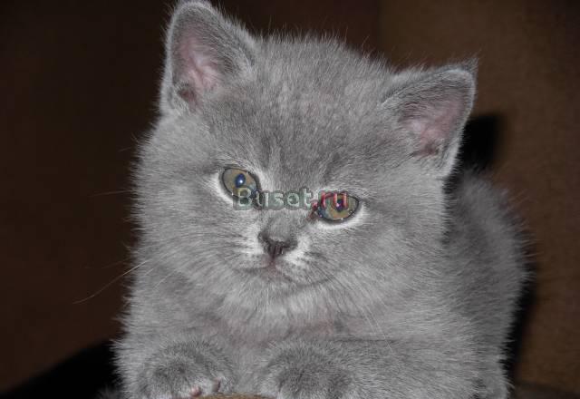 Британский котенок Мытищи