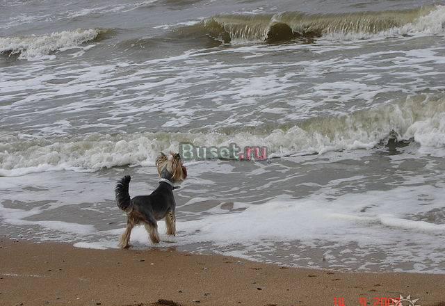 Стрижка Вашего Йоркшира качественно недорого Щёлково