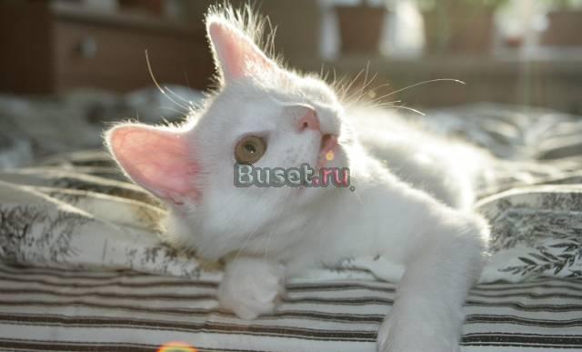 Котенок в дар Москва