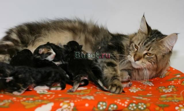 Котята породы мейн кун из питомника Москва