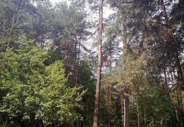Участок с вековыми соснами Москва