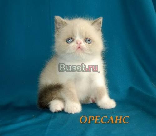 Продажа экзотических короткошерстных котят. Питомн Москва