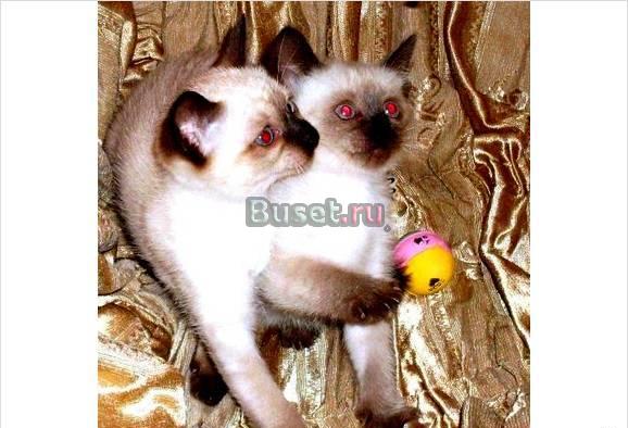 Тайские котята Москва