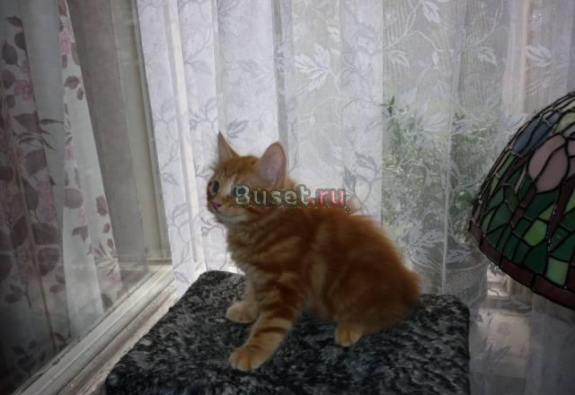 Продажа породистых котят Москва