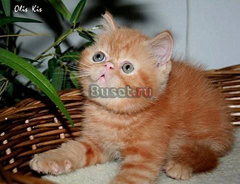 Экзотические котята различных окрасов Москва