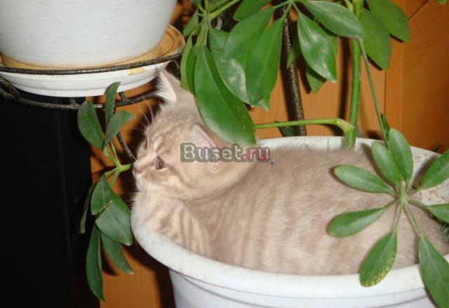 Британские котята Новосибирск