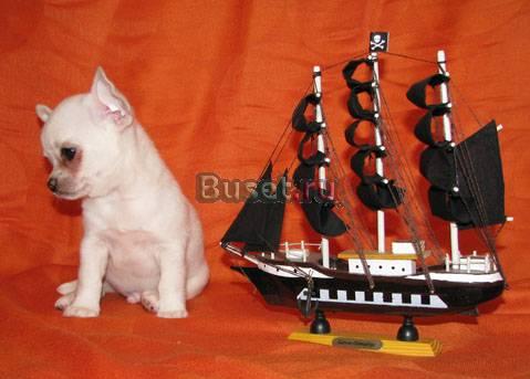 Чихуахуа очаровательные курносые щенкиРазные окра Санкт-Петербург