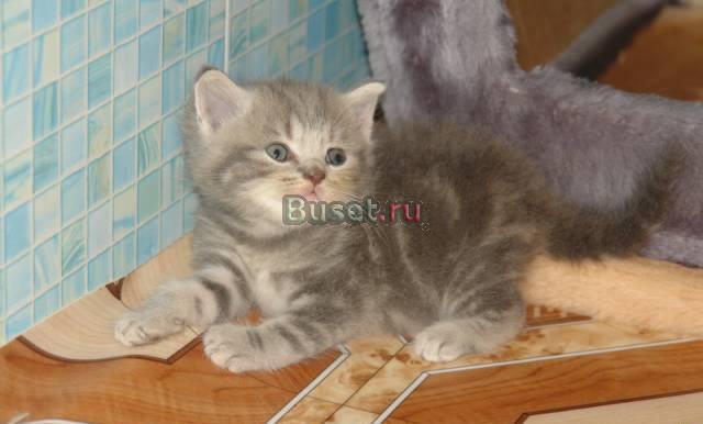 Британские плюшевые котятки Тула