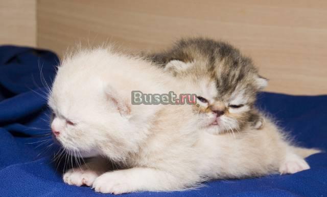 Продаются котята Санкт-Петербург