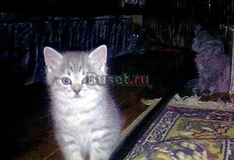 Котенок в дар(девочка Москва