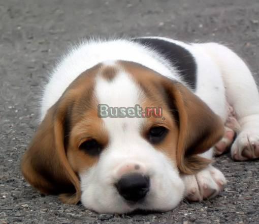 Хотим найти милого щенка Бигля для ребёнка Санкт-Петербург