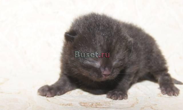 Кошечка шотландская стрэйт черная к/ш Москва