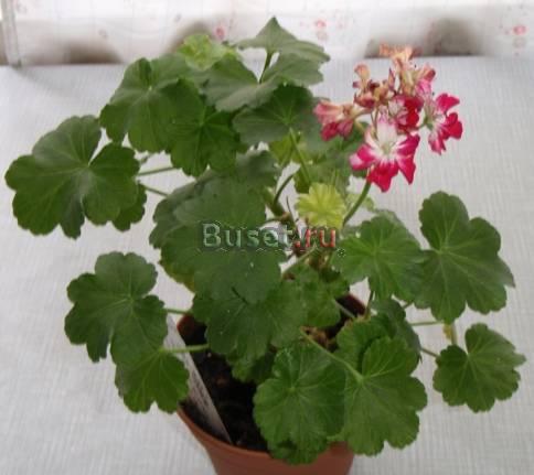 Пеларгония сортовая Baby Brocade мини Москва