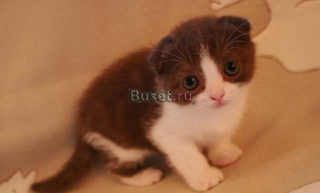 Продаемся -  Шотландский вислоухий котенок)" Москва