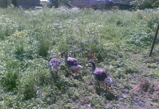 Мясо птицы и кроликов от фермера Санкт-Петербург