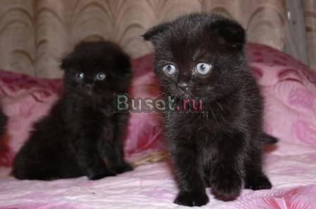 Шотландская вислоухая котя Москва