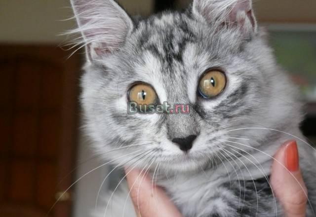 Котёнок курильского бобтейла Иркутск