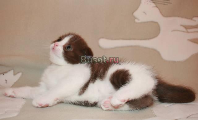 Шотландский вислоухий котенок) продаю Москва