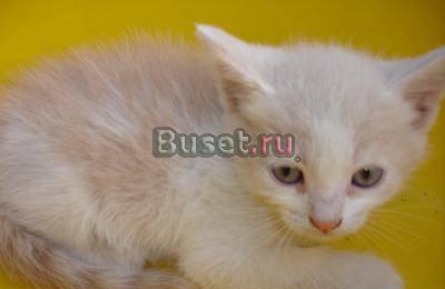 Котеночек (кошка, котенок) в добрые руки Москва