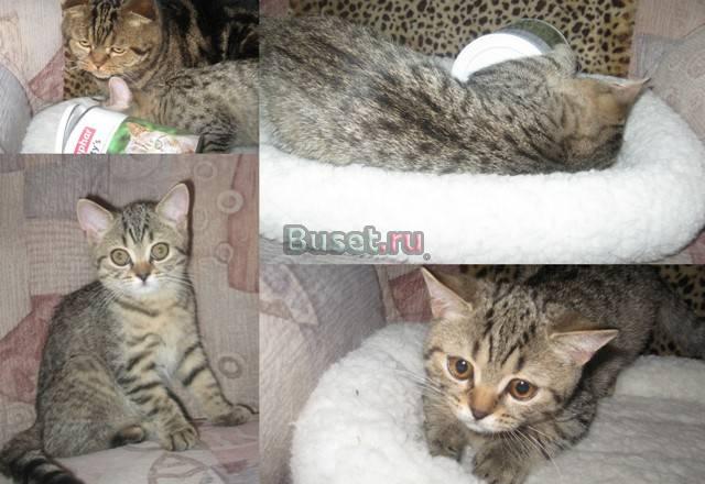 Динамичная шотландская кошечка-страйт недорого Новосибирск