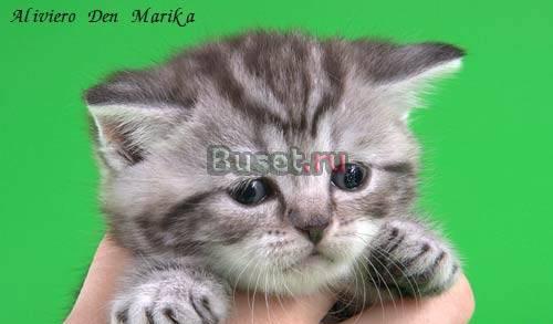 Плюшевая черная мраморная серебристая девочка Санкт-Петербург