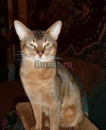 Вязка с абиссинским котом дикого окраса Москва