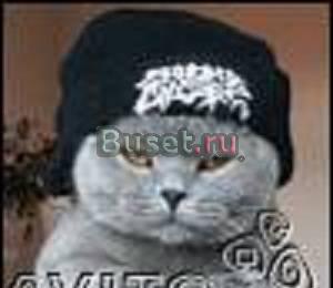 Шотландский вислоухий кот приглашает на вязку Москва
