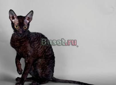 Котята корниш рекс Санкт-Петербург