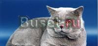 Клубный британский кот приглашает на вязку Москва