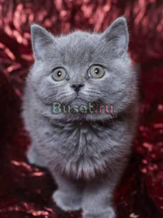Приглашаем выбрать себе котенка шоу класса Москва