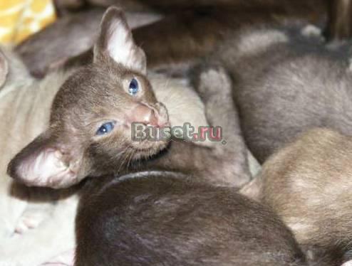 Кошечки и котики ориентальные Москва