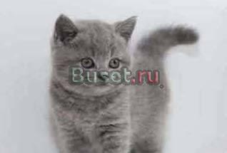 Британские чистокровные котята Москва