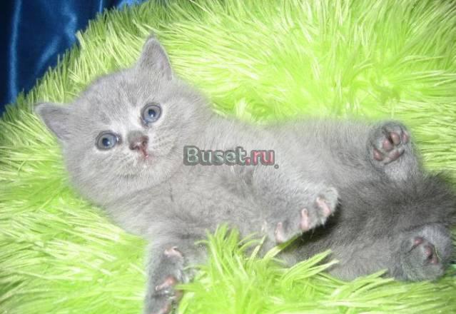Британские клубные  котята Москва