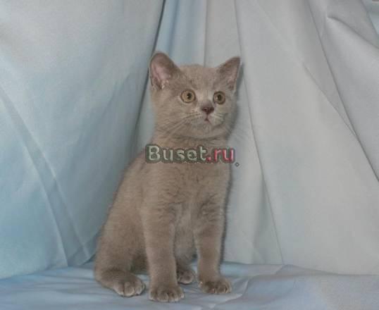 Котята британской короткошерстной Санкт-Петербург