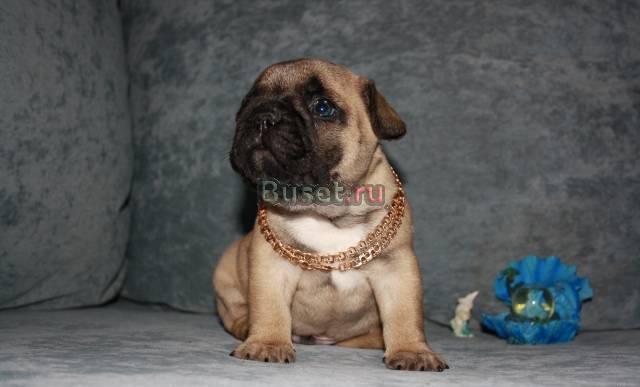 Французский бульдог Екатеринбург