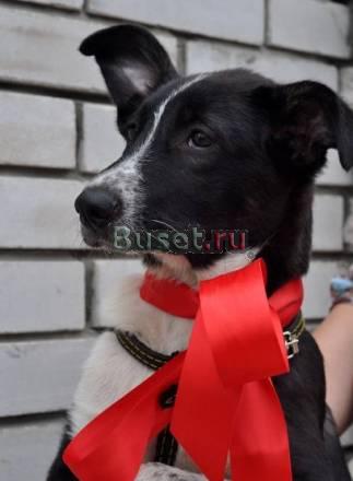 Симпотяжка Бакси ищет любящего хозяина Санкт-Петербург