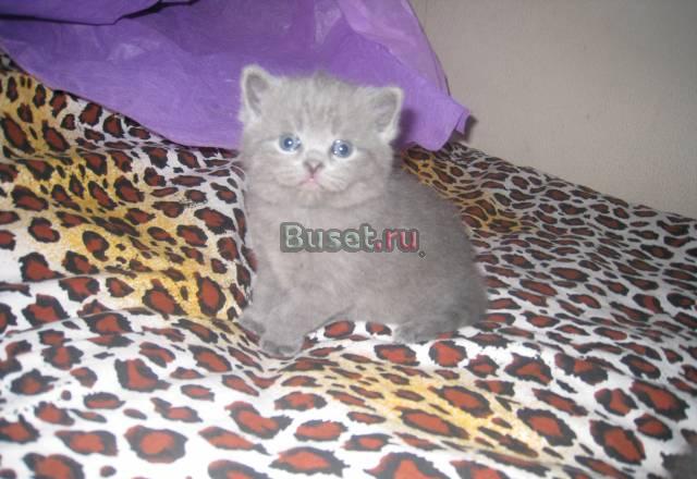 Британские котятки Москва