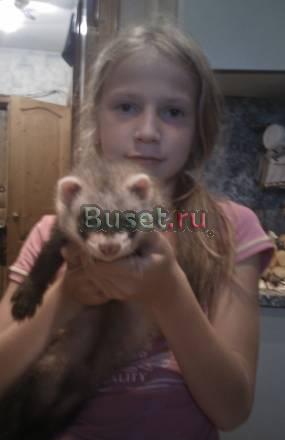 Хорьки Королев