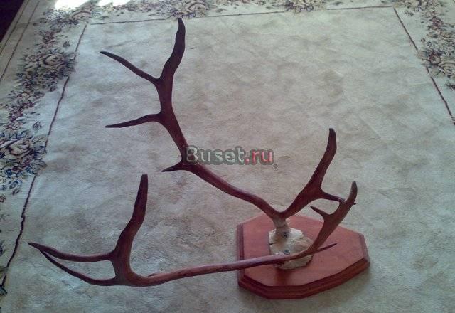 Рога молодого оленя Москва