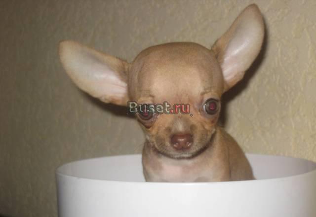 Чихуахуа щенки Москва