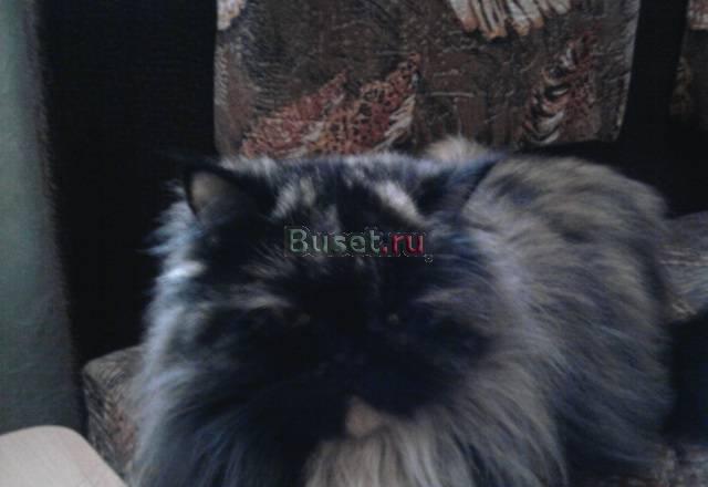 Персидская кошка, отдам в хорошие руки Калининград