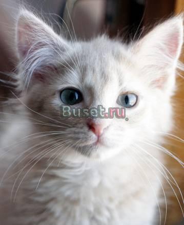 Котята даром Окрасы нежный персик, серый с дымко Санкт-Петербург