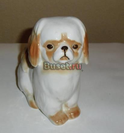 Собака. Пекинес. лфз Москва