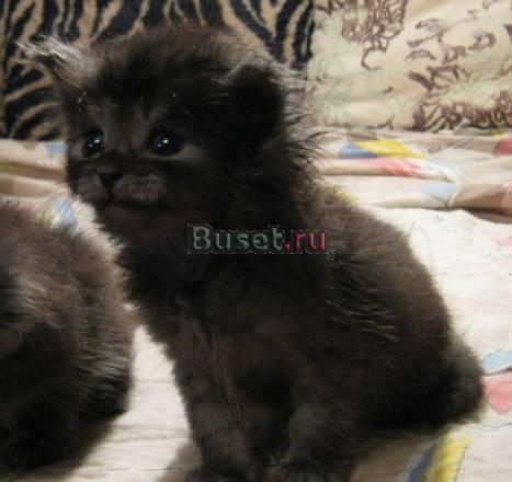 Отдам в хорошие руки красивых котят Одинцово