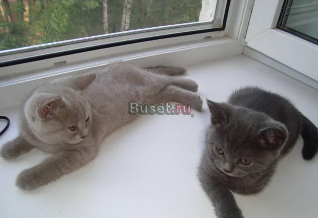 Британские котята Псков